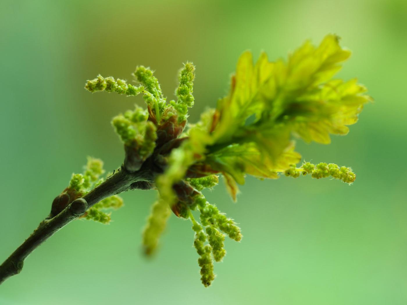 Oak, Pedunculate flower